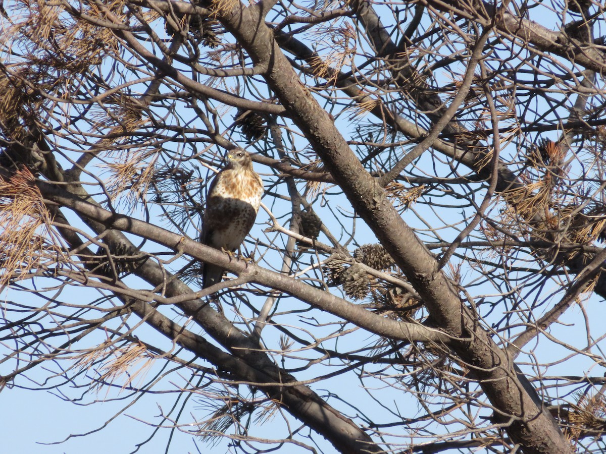Jackal Buzzard - ML646457793