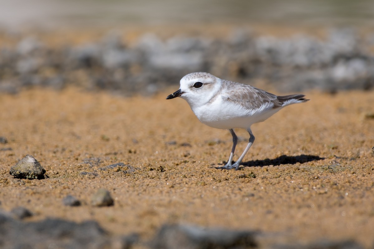 Snowy Plover - ML646457794
