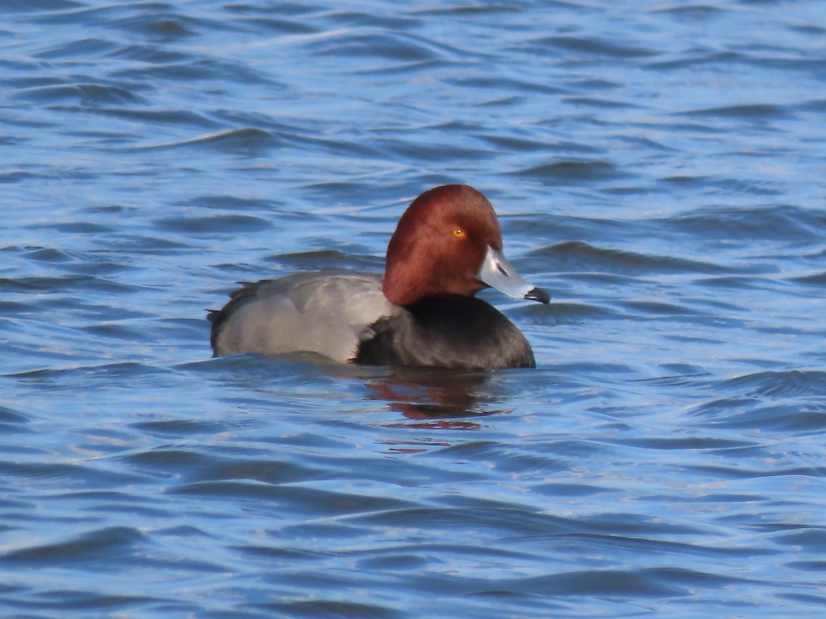 Redhead - ML646457797