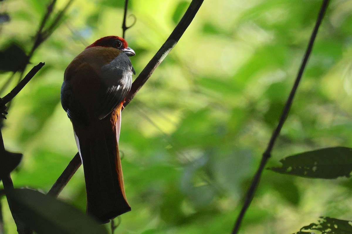 Red-headed Trogon - ML646457800