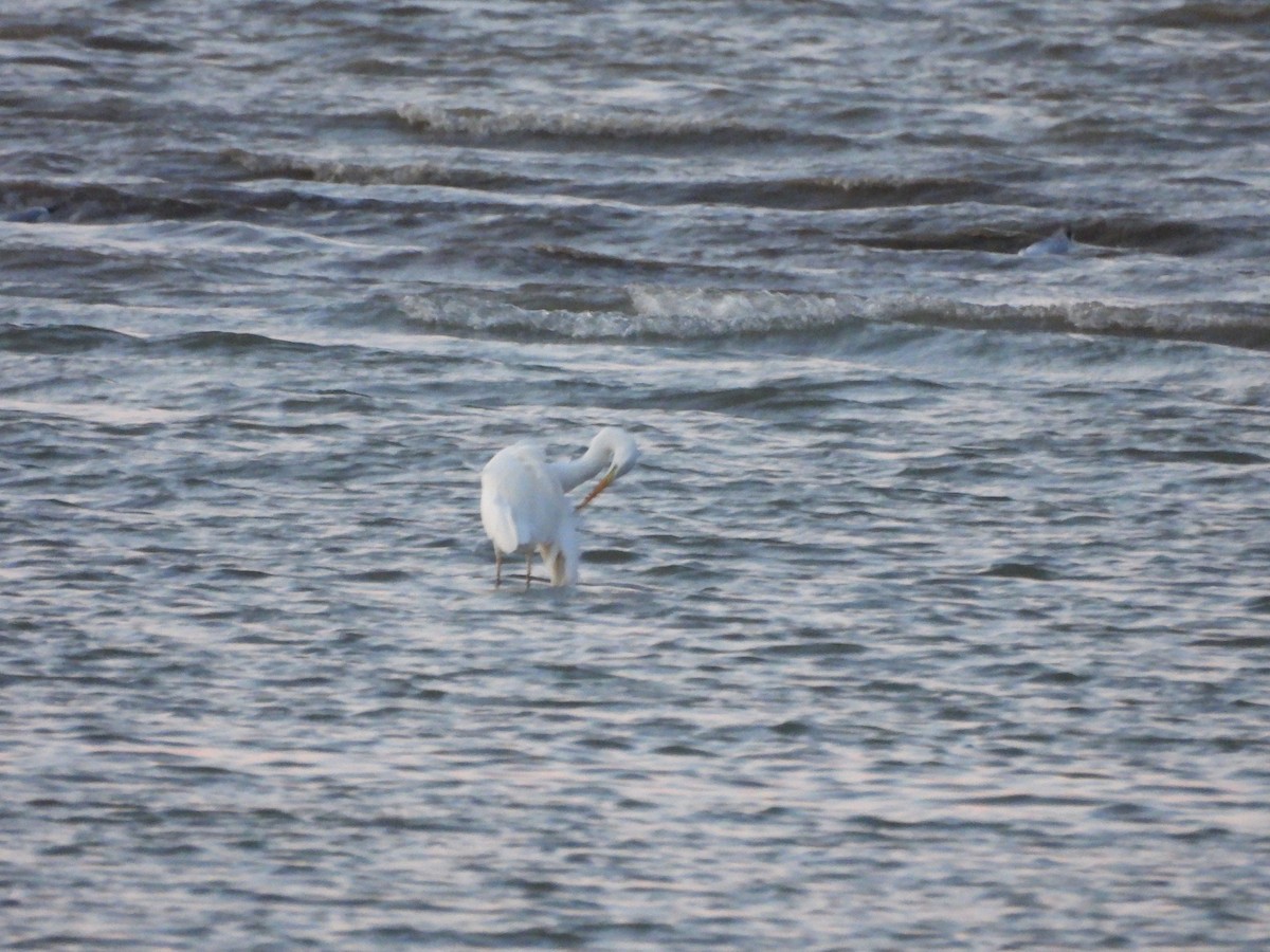 Great Egret - ML646457801