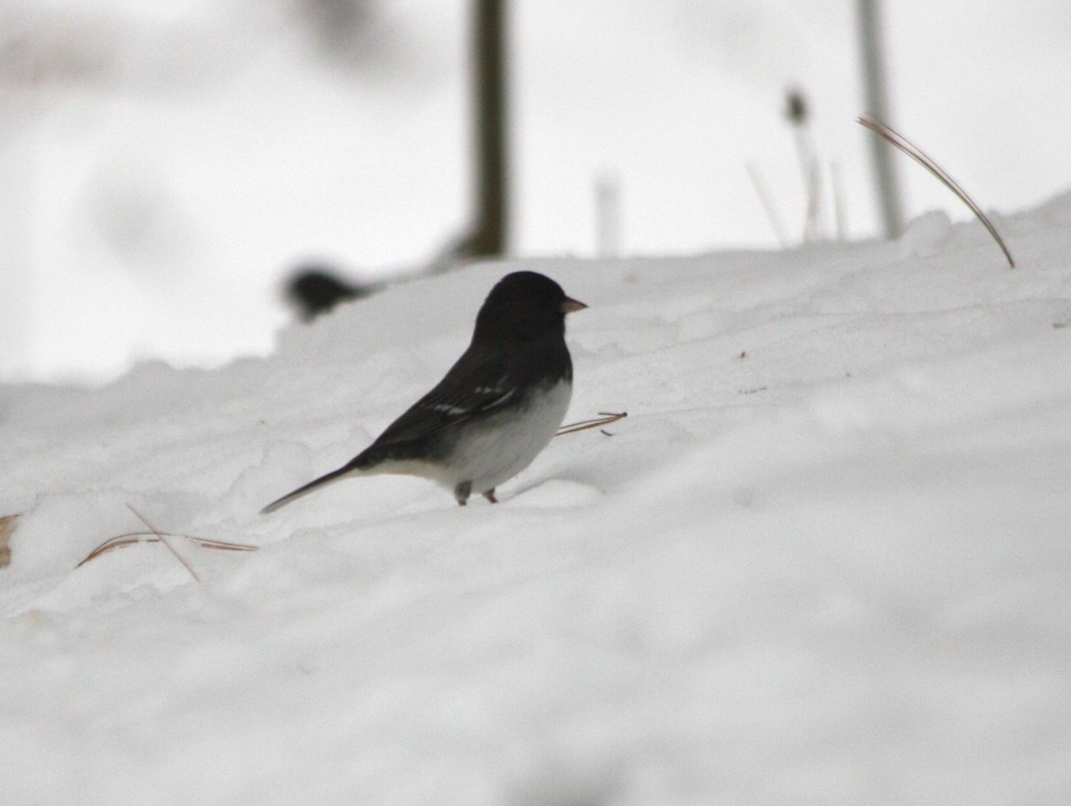 Dark-eyed Junco (Slate-colored) - ML646457802