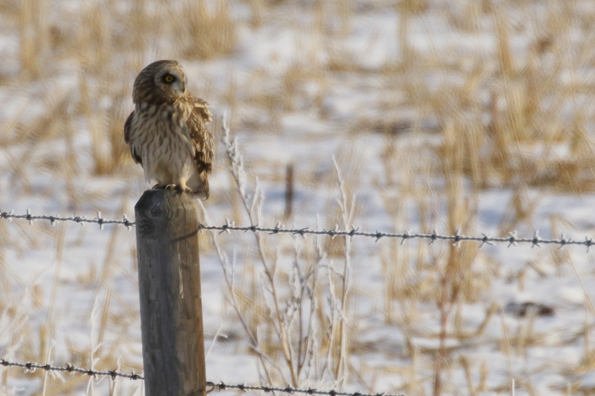 Short-eared Owl - ML646457804