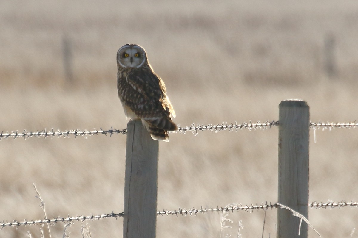 Short-eared Owl - ML646457806