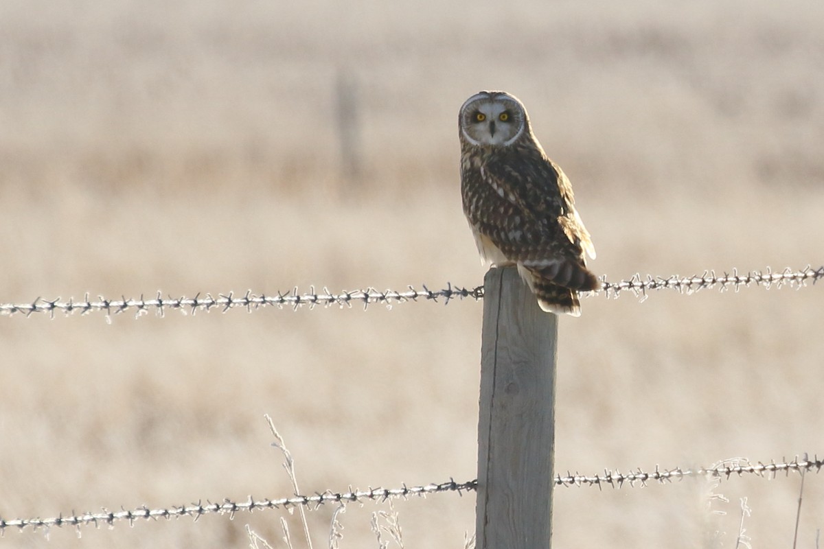 Short-eared Owl - ML646457807