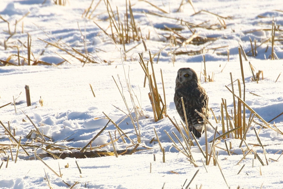 Short-eared Owl - ML646457808