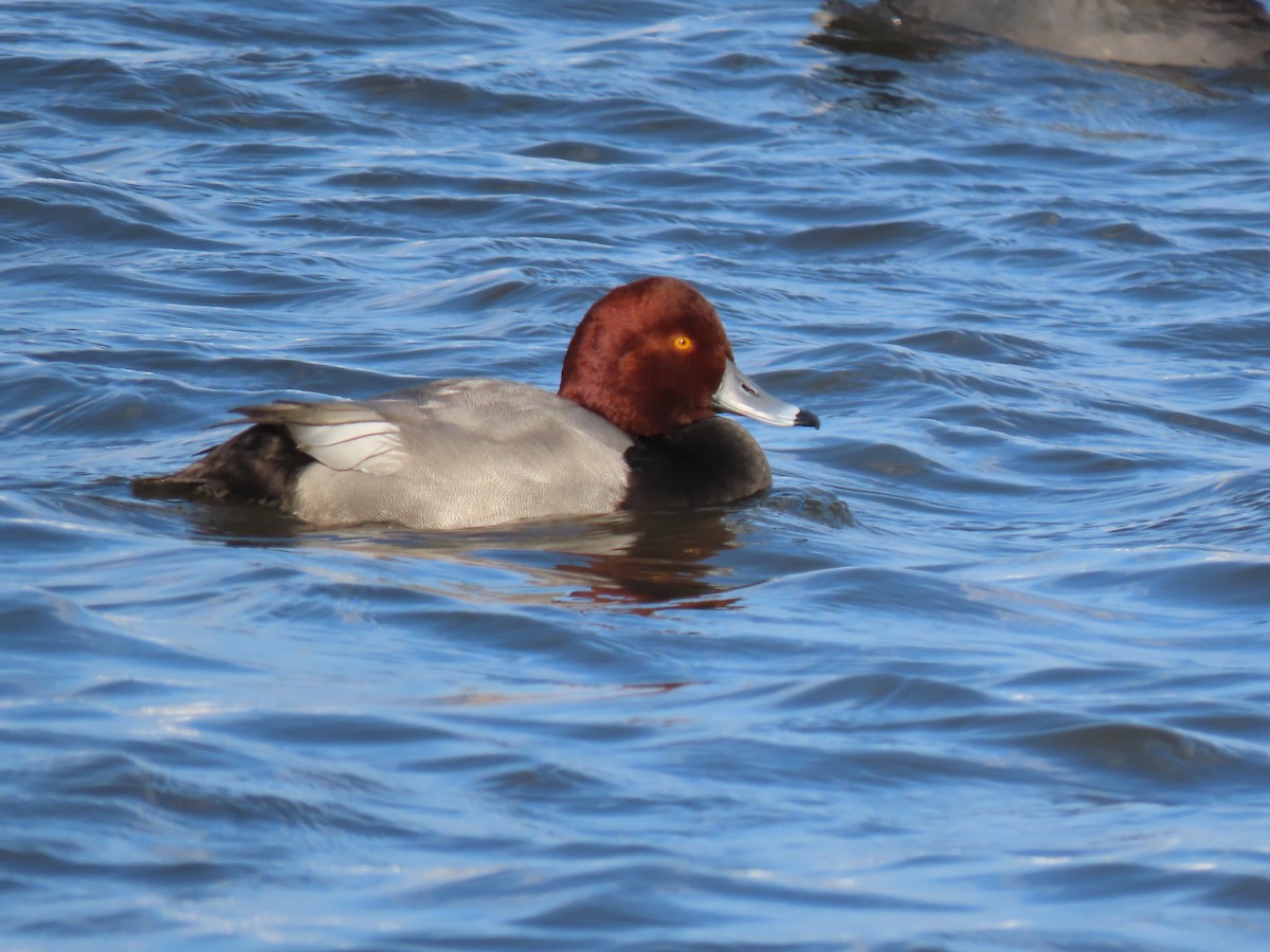 Redhead - ML646457809