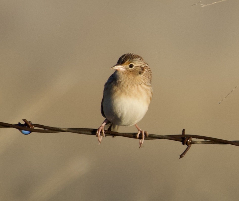 Grasshopper Sparrow - ML646457810