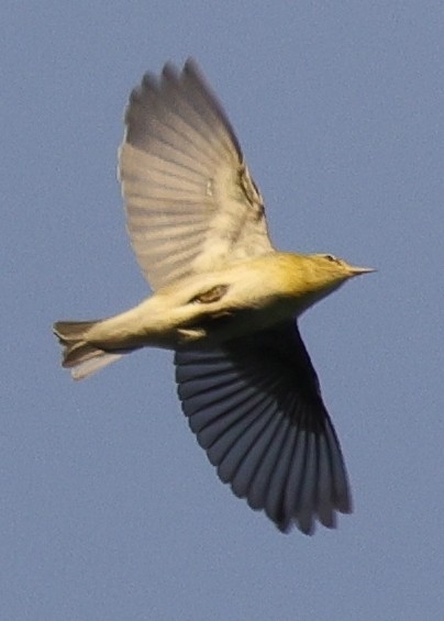 Tennessee Warbler - ML646457814