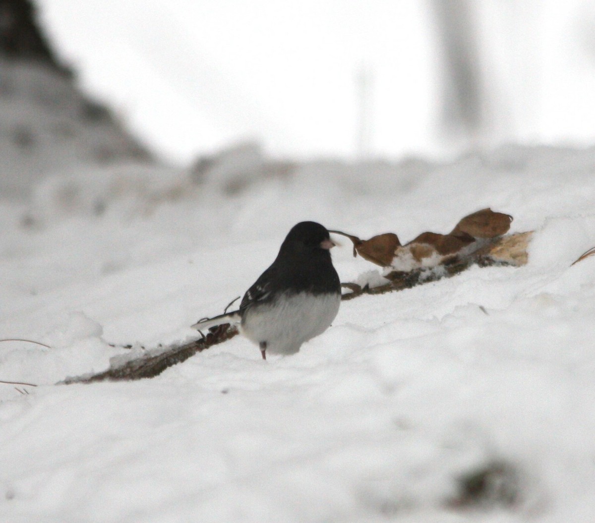 Dark-eyed Junco (Slate-colored) - ML646457819
