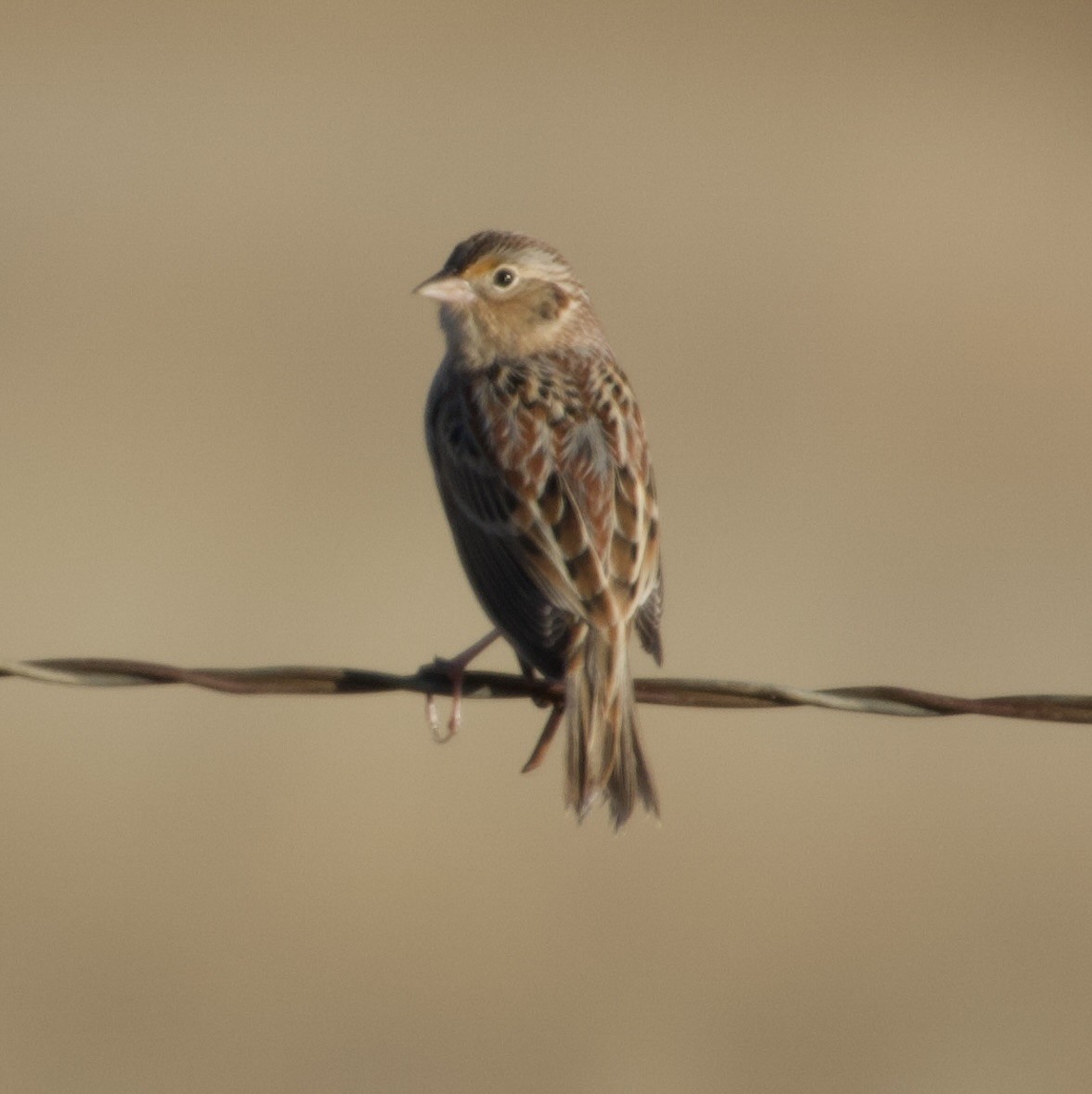 Grasshopper Sparrow - ML646457820