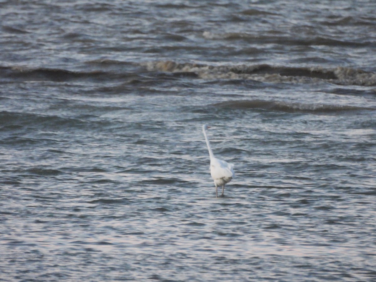 Great Egret - ML646457821