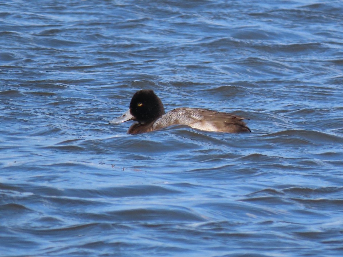 Lesser Scaup - ML646457829