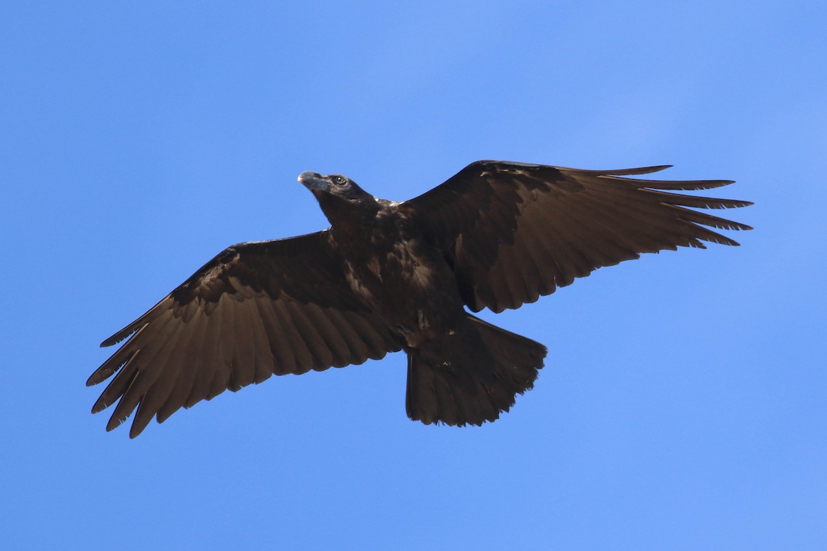 krkavec bělokrký - ML646457830