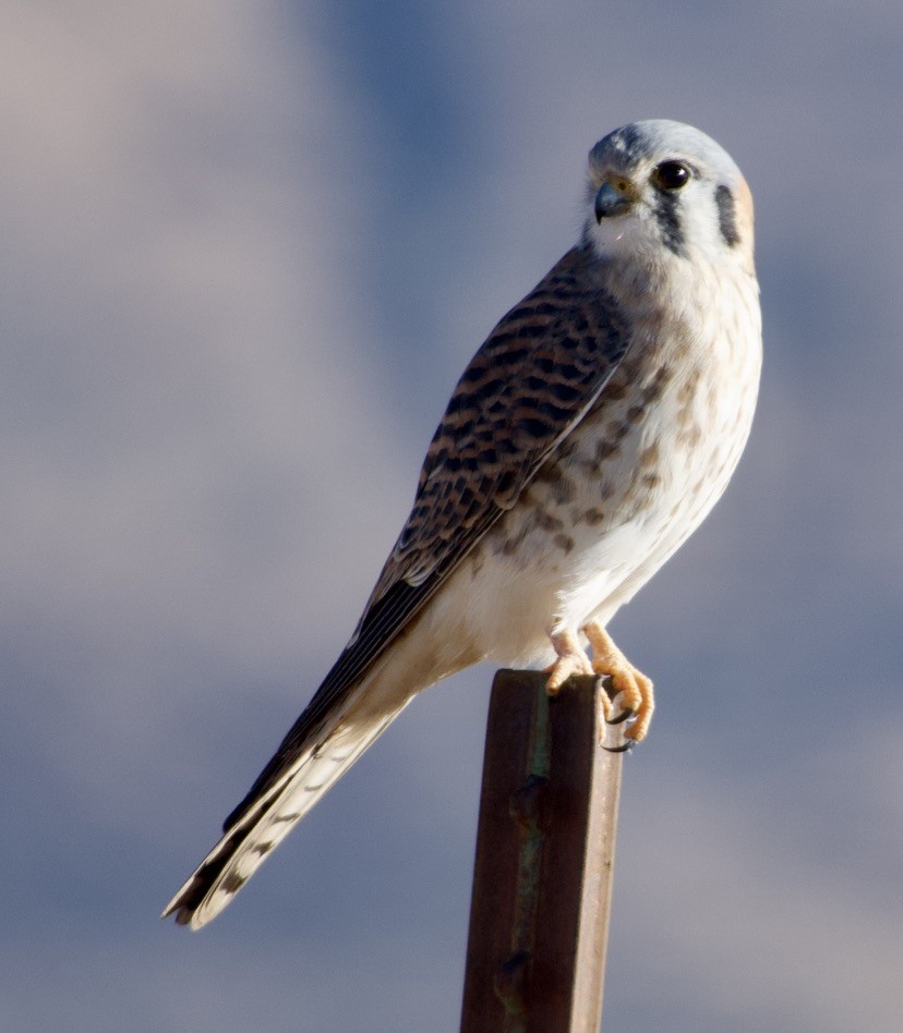 American Kestrel - ML646457831