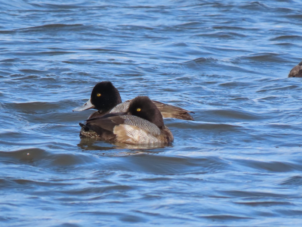 Lesser Scaup - ML646457834