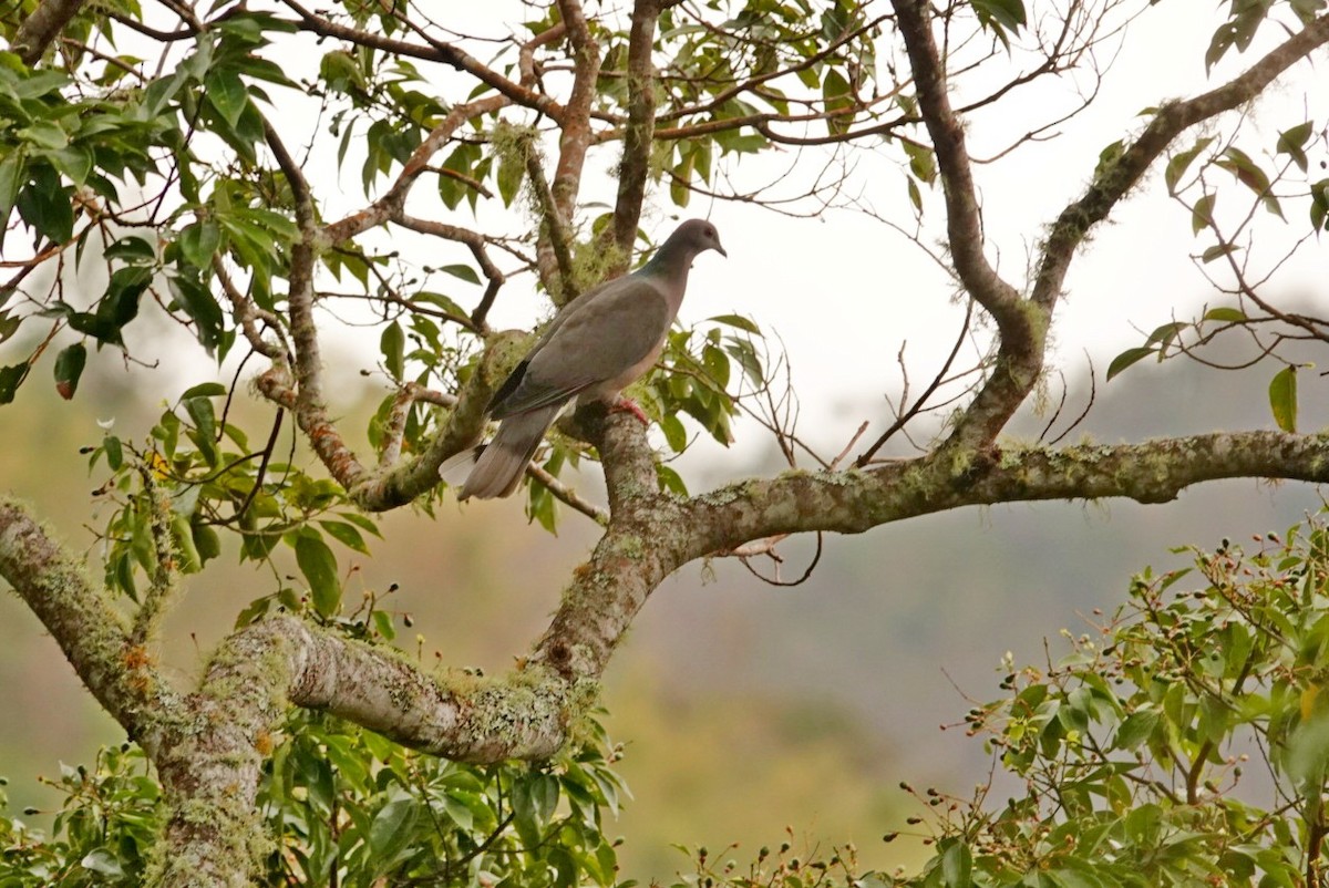 Ring-tailed Pigeon - ML646457842