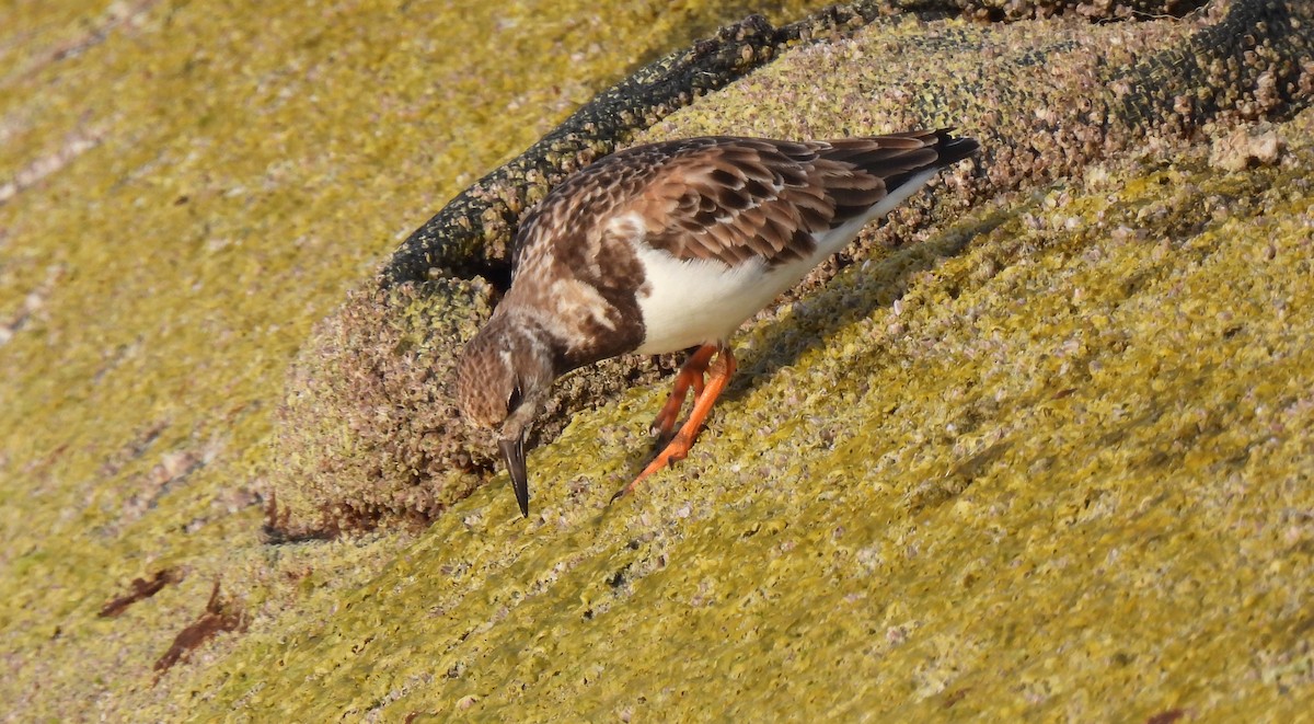 Ruddy Turnstone - ML646457843