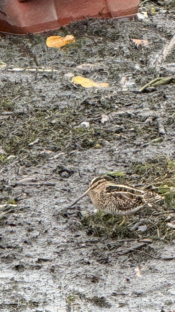 Wilson's Snipe - ML646457847