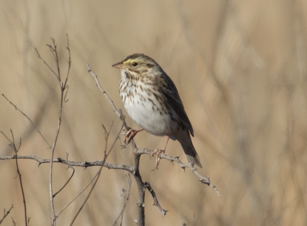 Savannah Sparrow - ML646457851