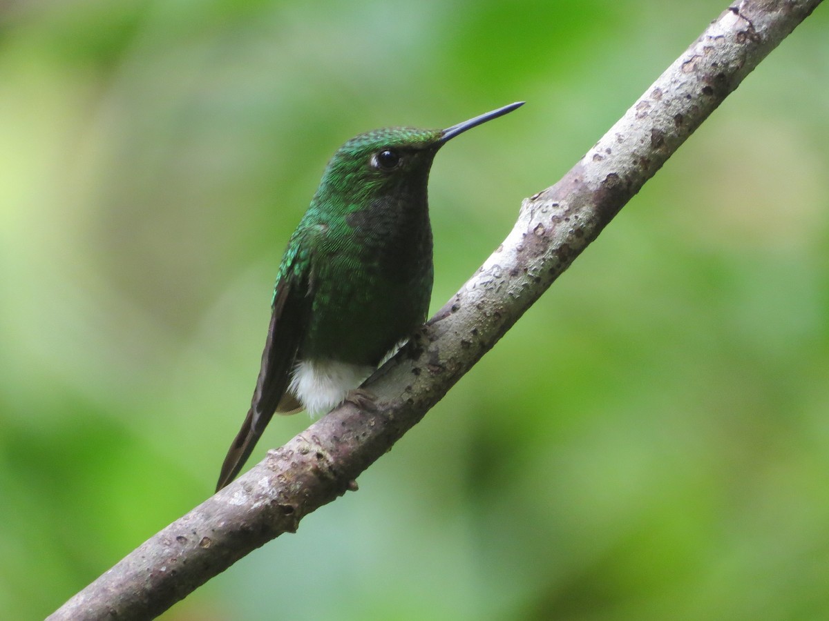 papučka vlajková - ML646457852