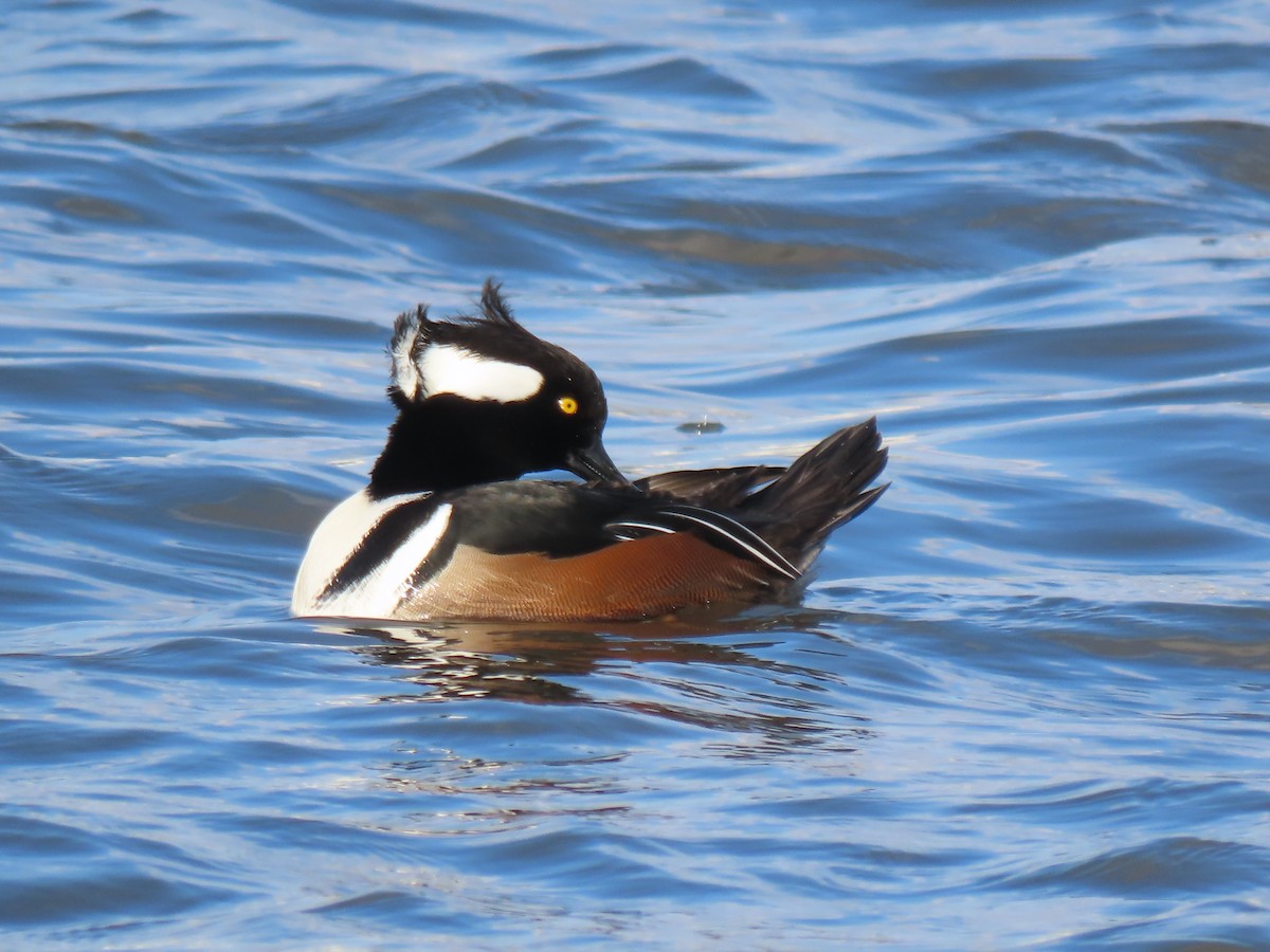 Hooded Merganser - ML646457853