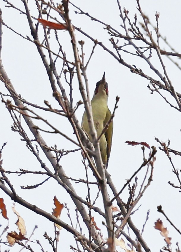 Eurasian Green Woodpecker - ML646457860