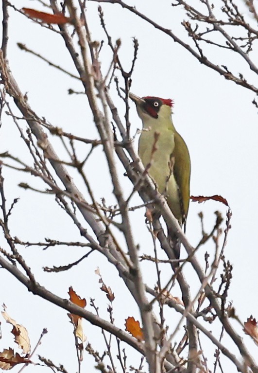 Eurasian Green Woodpecker - ML646457861