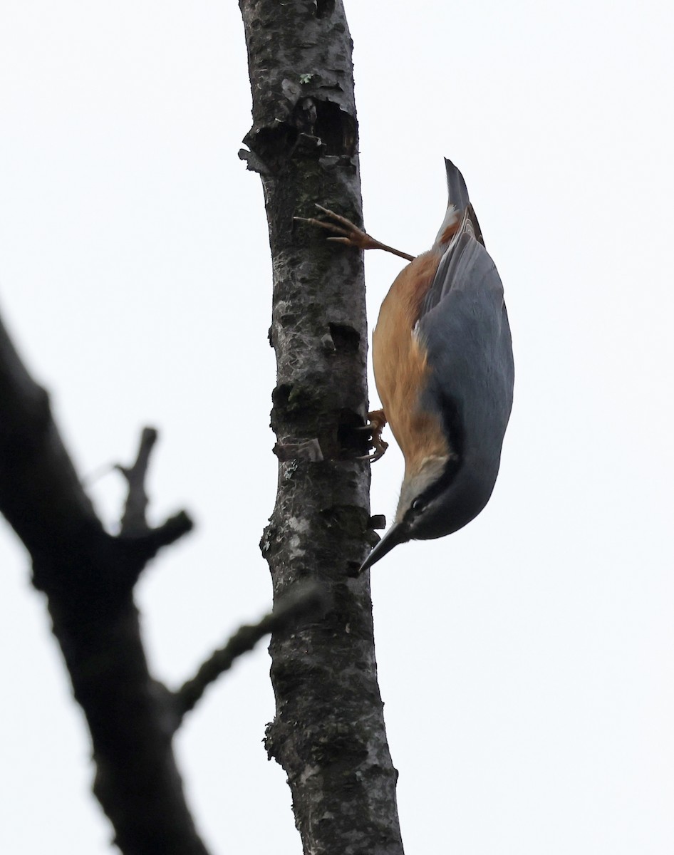 Eurasian Nuthatch - ML646457872