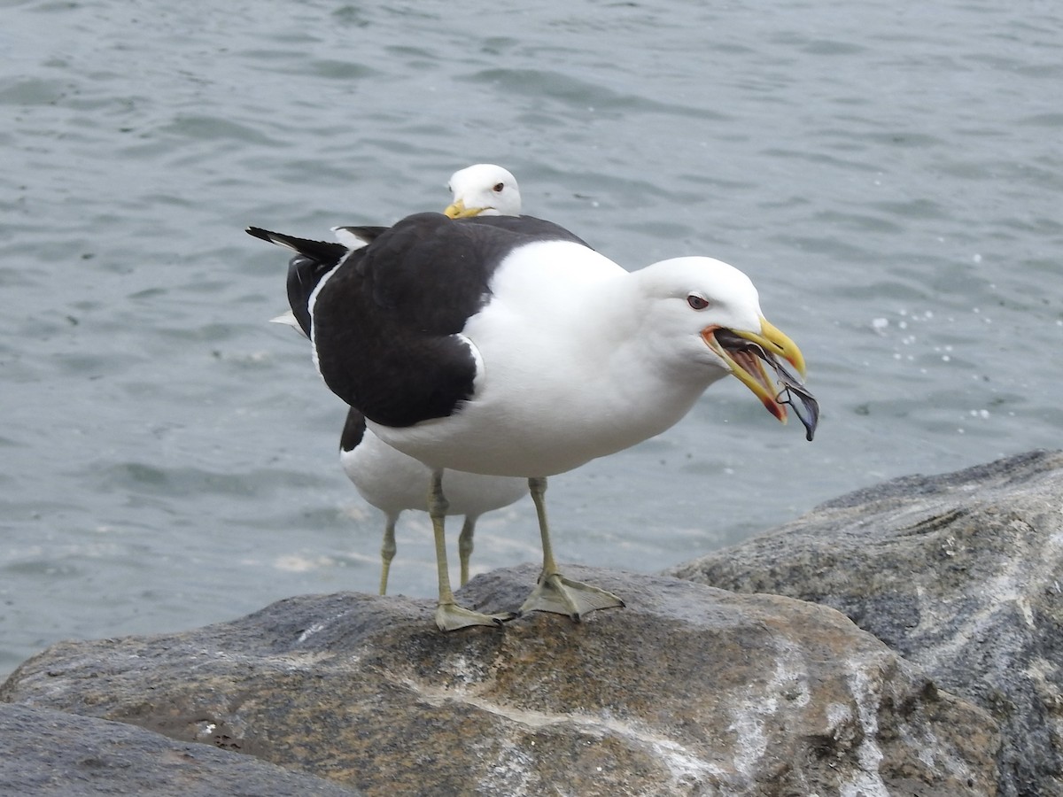 Kelp Gull - ML646457873