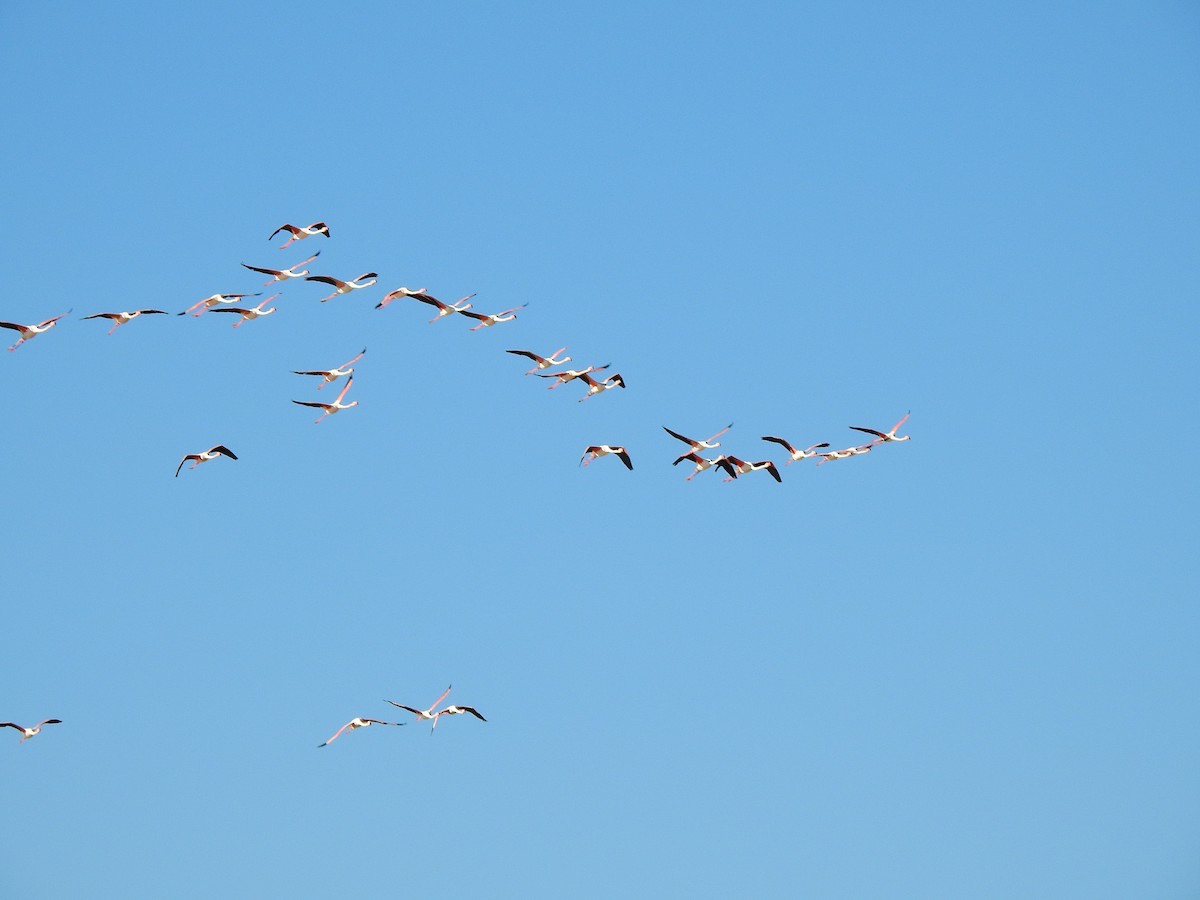 Greater Flamingo - ML646457876