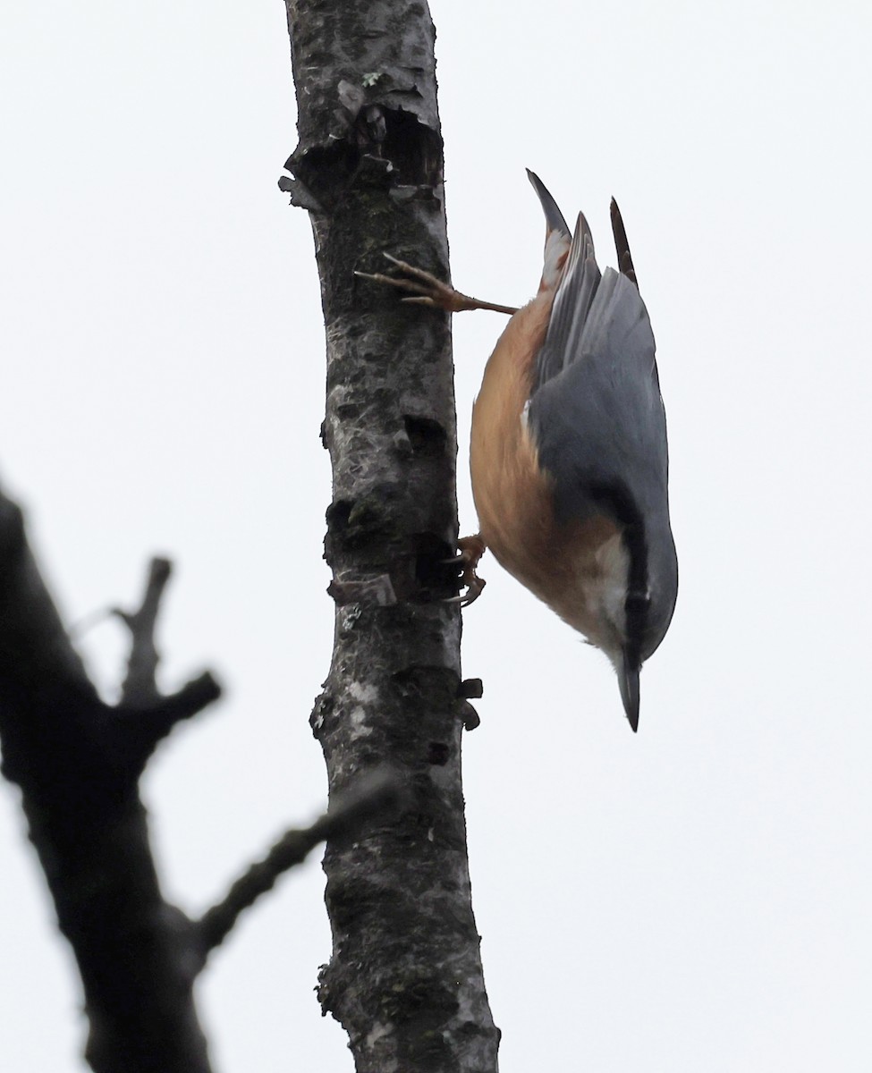 Eurasian Nuthatch - ML646457878