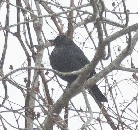 Rusty Blackbird - ML646457879