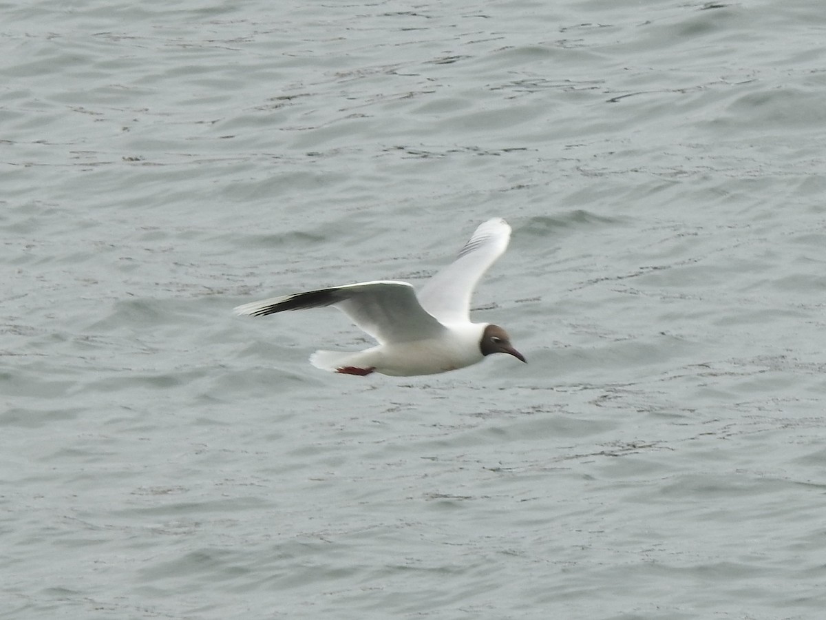 Brown-hooded Gull - ML646457887