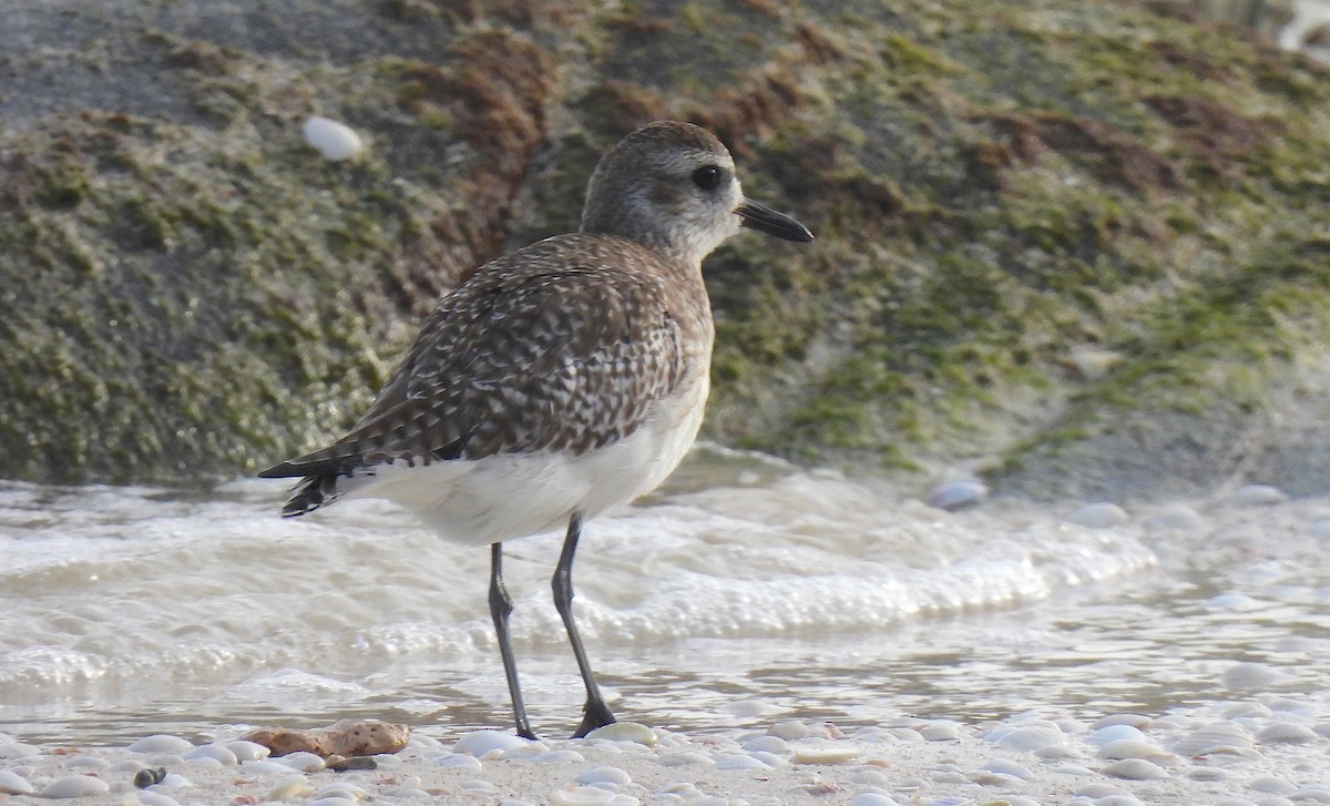 Black-bellied Plover - ML646457888