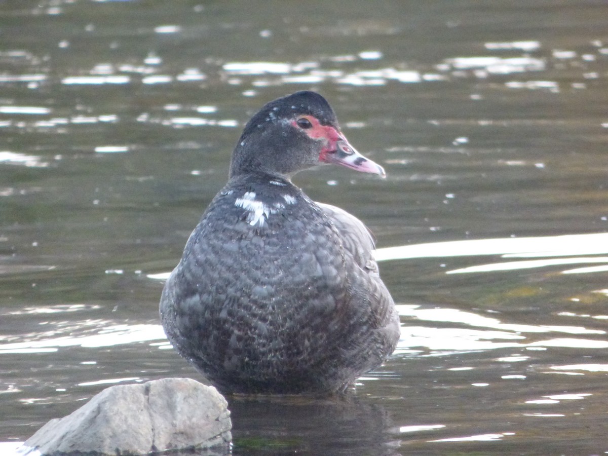 Muscovy Duck (Domestic type) - ML646457889