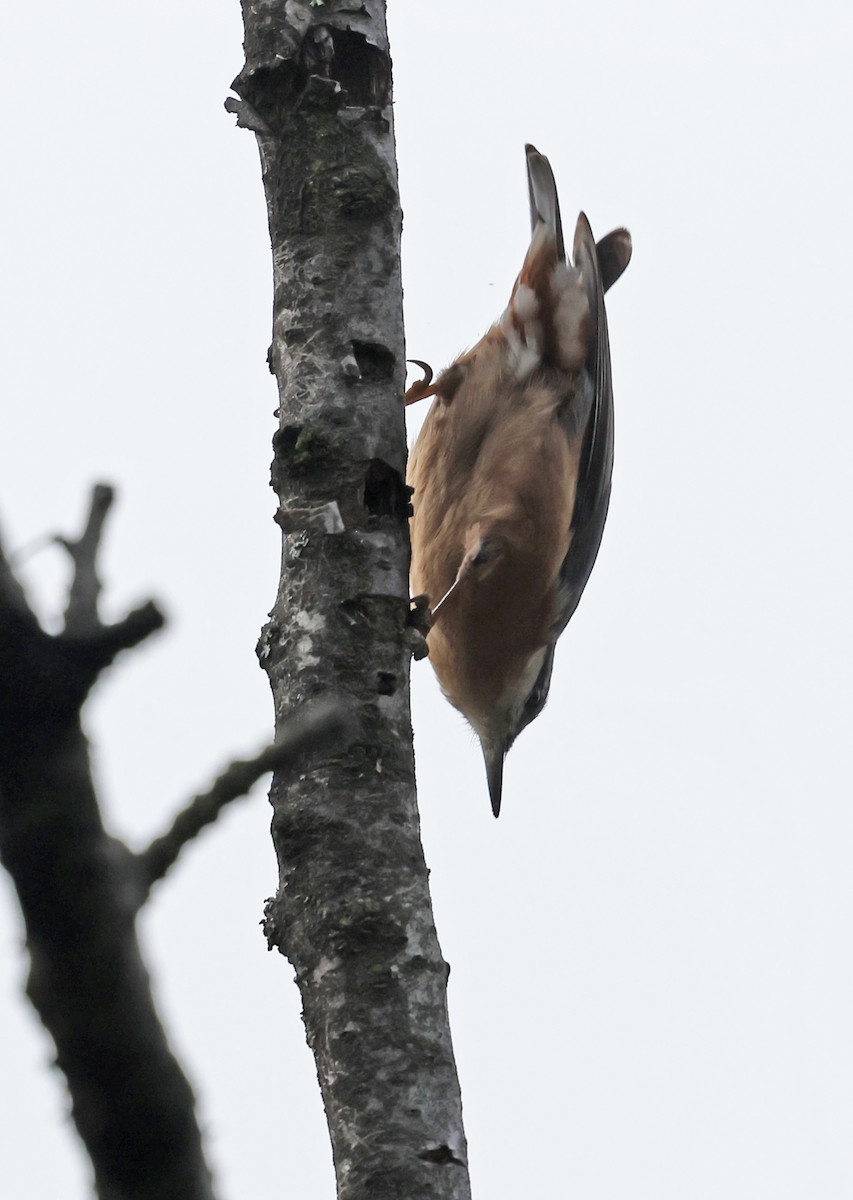 Eurasian Nuthatch - ML646457890