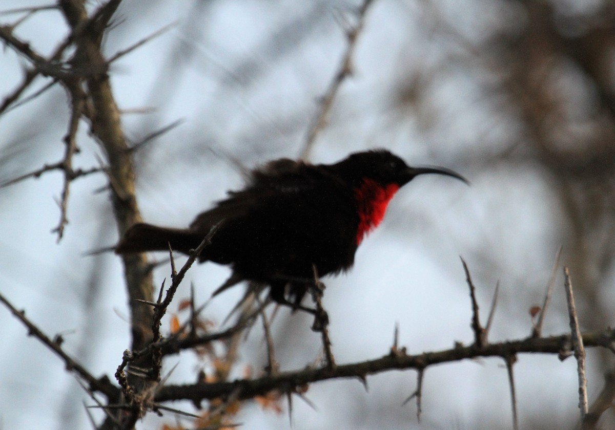 Scarlet-chested Sunbird - ML646457891