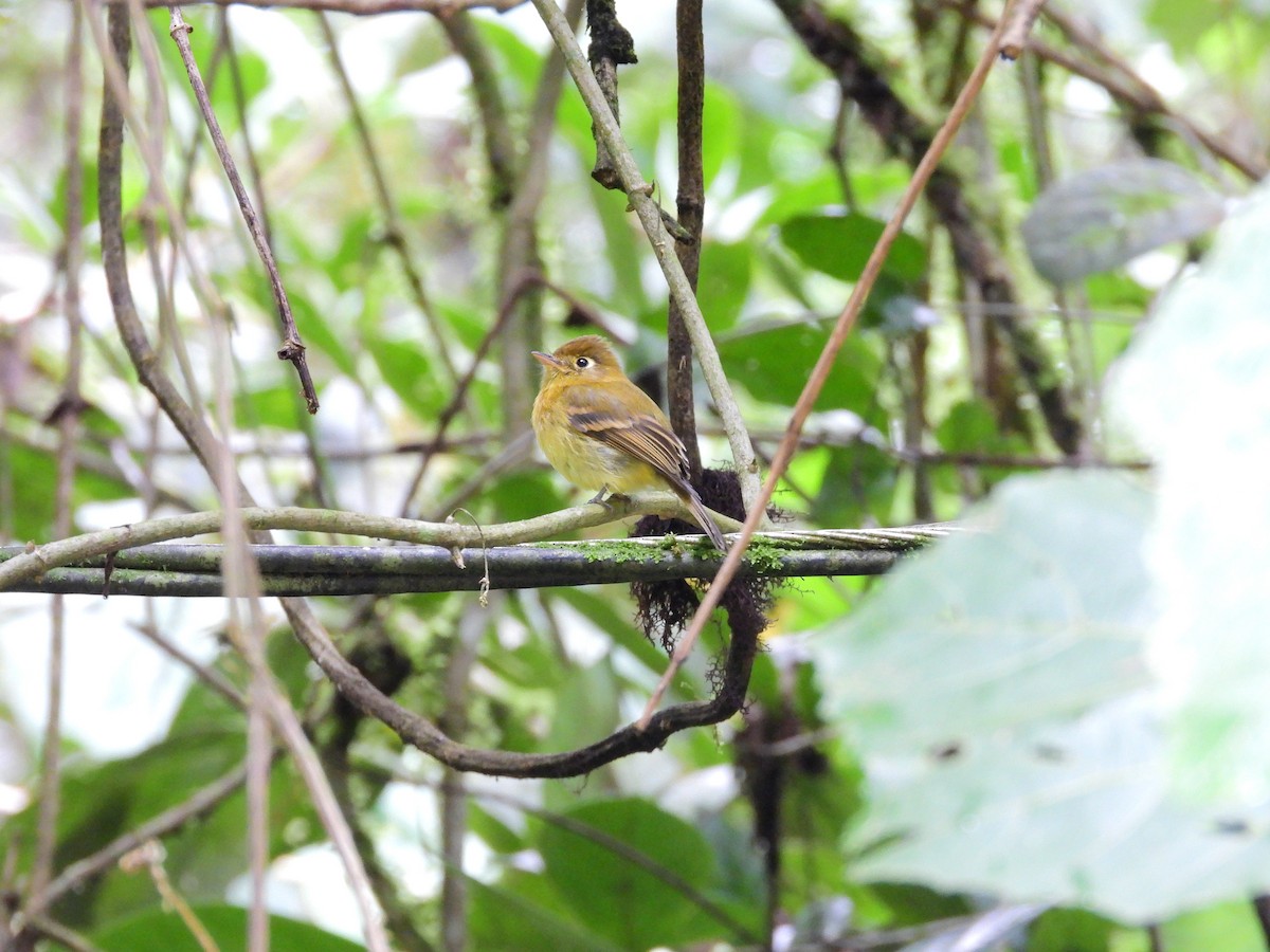 Yellowish Flycatcher - ML646457892