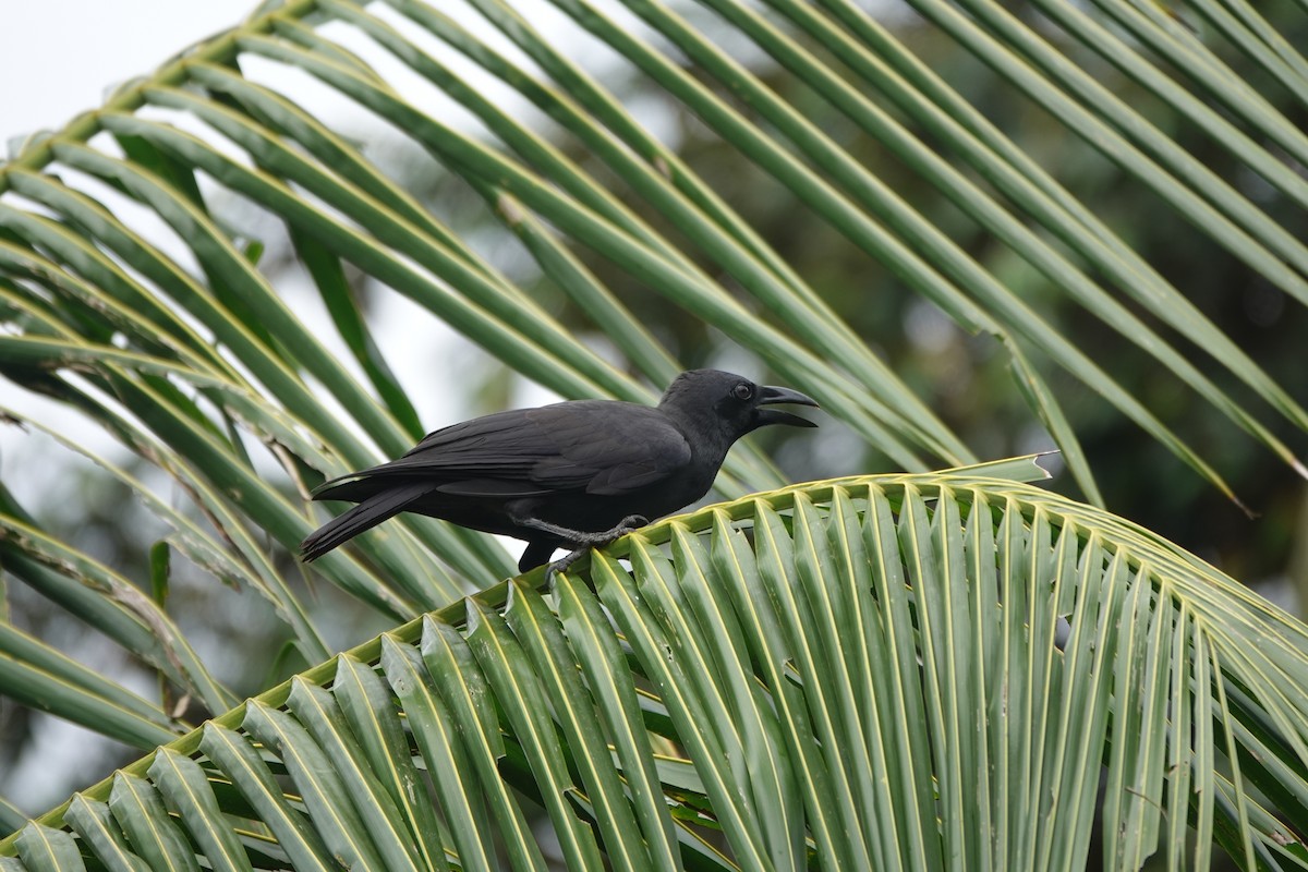 Palawan Crow - ML646457893