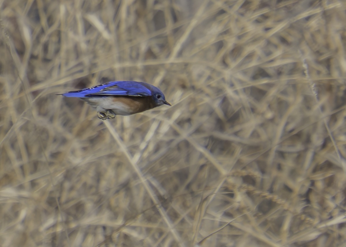 Eastern Bluebird - ML646457894