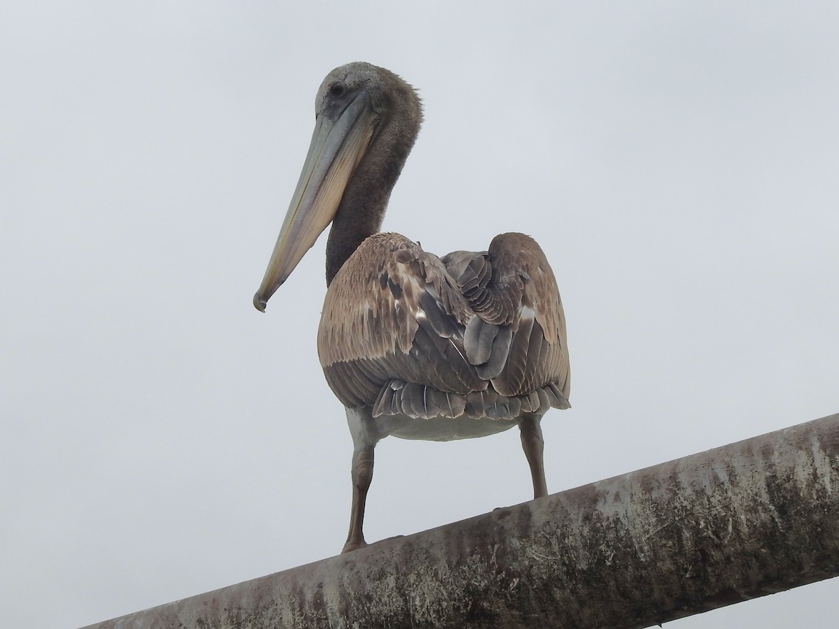 Peruvian Pelican - ML646457895