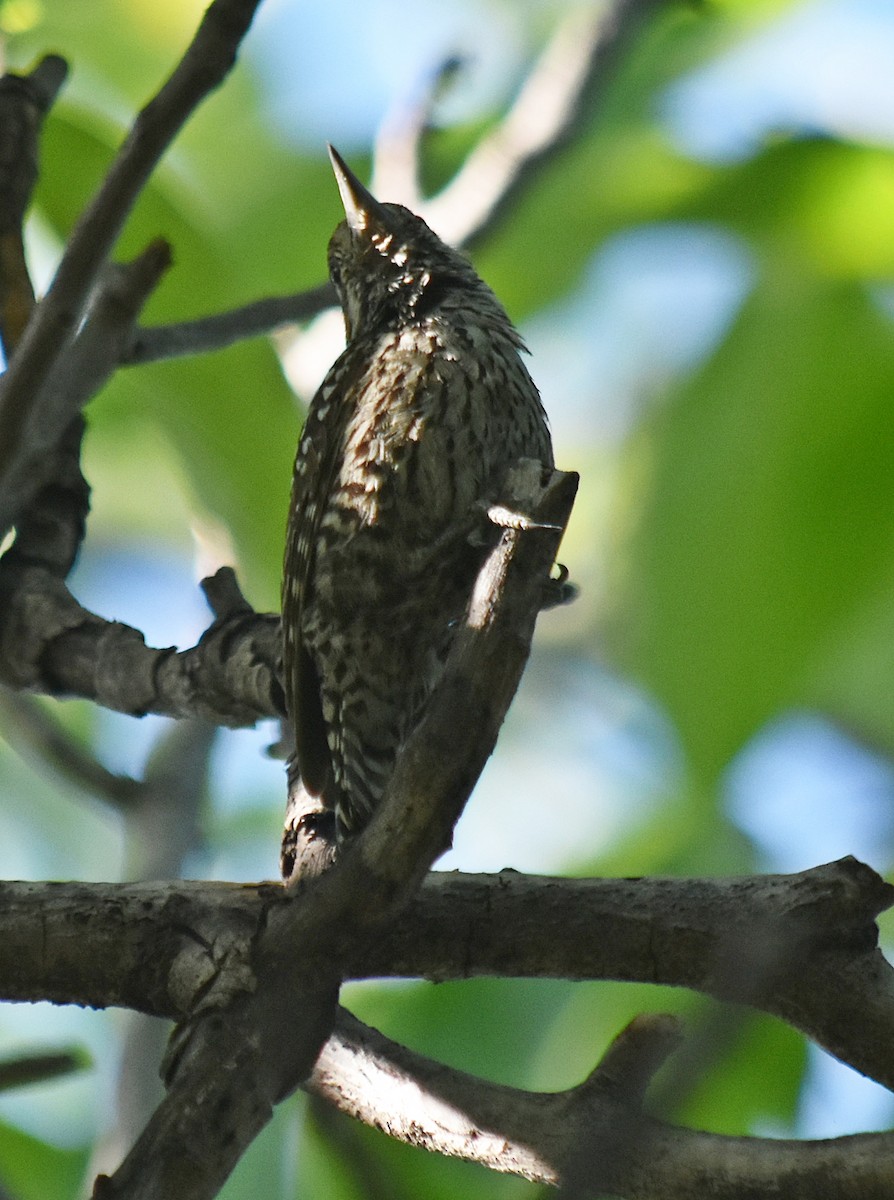 Checkered Woodpecker - ML646457896