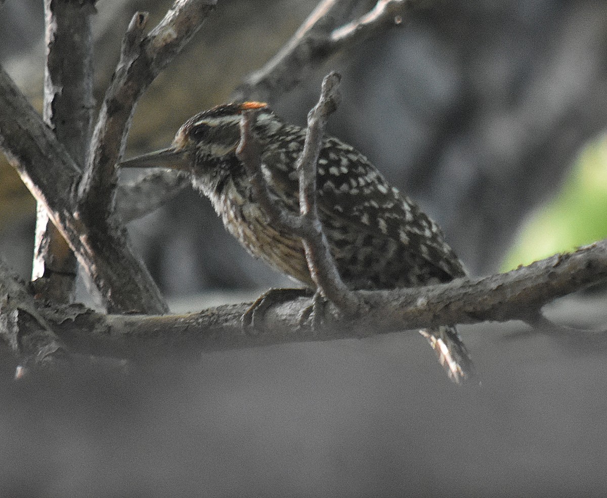 Checkered Woodpecker - ML646457898