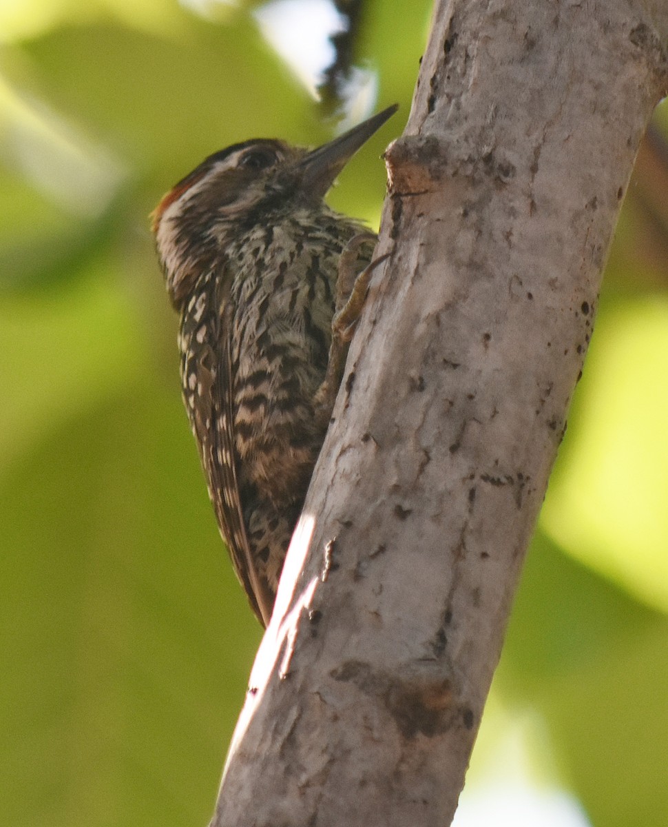Checkered Woodpecker - ML646457899