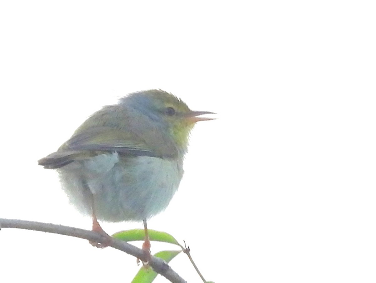 Common Jery - ML646457900