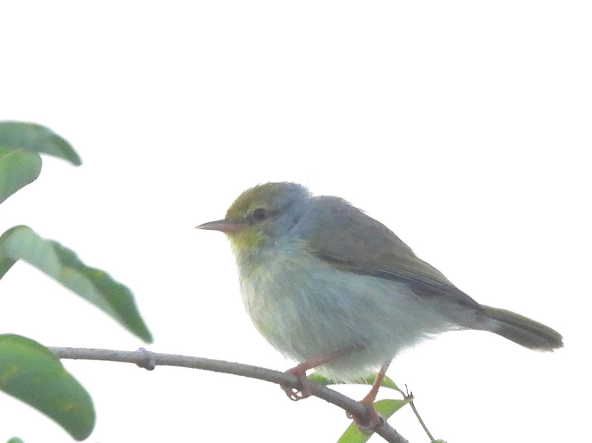 Common Jery - ML646457901