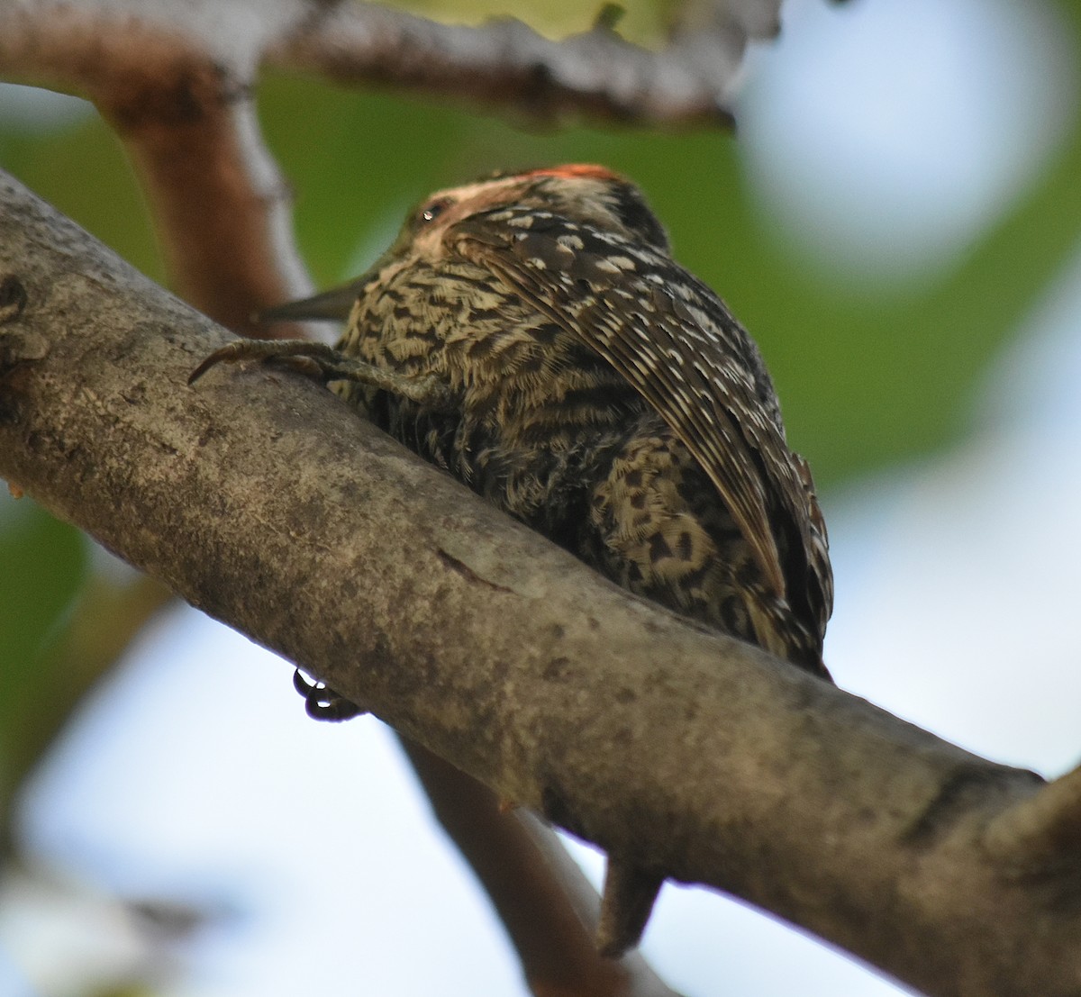 Checkered Woodpecker - ML646457902