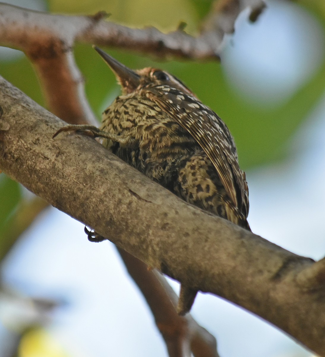 Checkered Woodpecker - ML646457903