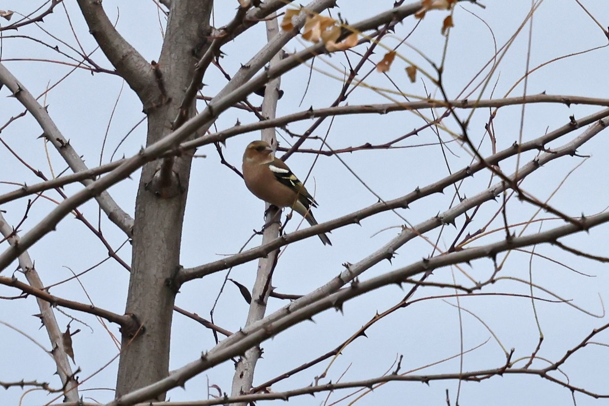 Common Chaffinch - ML646457904